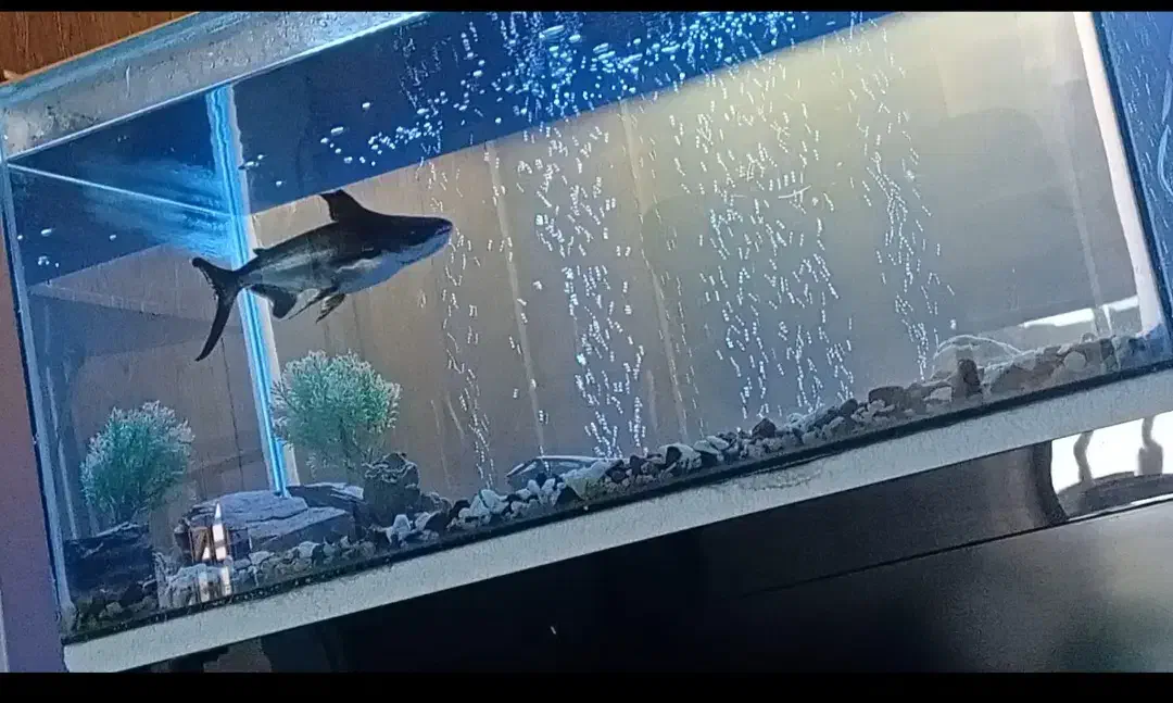 اکواریوم|لوازم جانبی حیوانات|کرمان, |دیوار