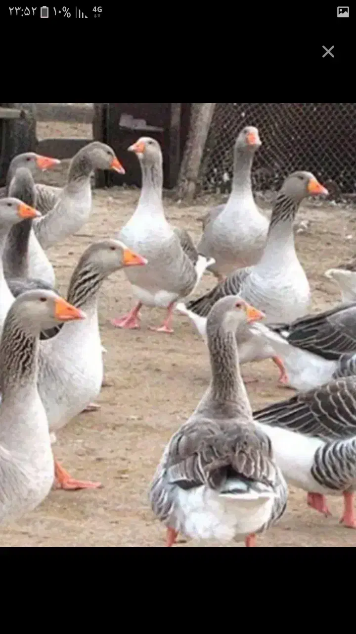 فروش یکجا ۵۰تا غاز محلی|حیوانات مزرعه|ننور, |دیوار