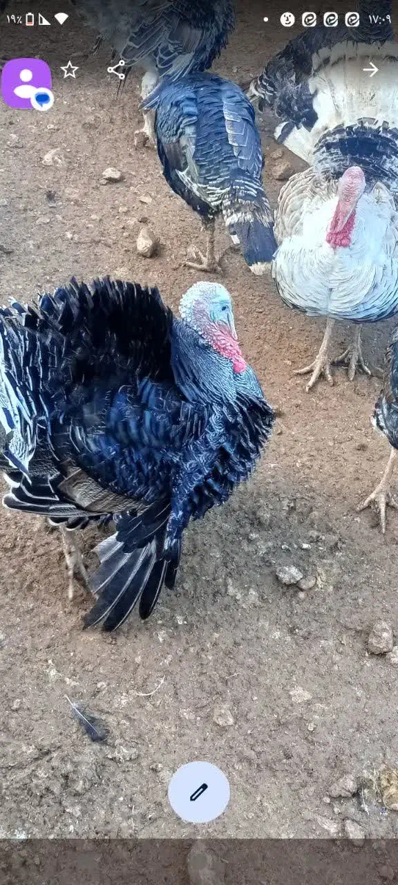 بوقلمون|حیوانات مزرعه|الشتر, |دیوار