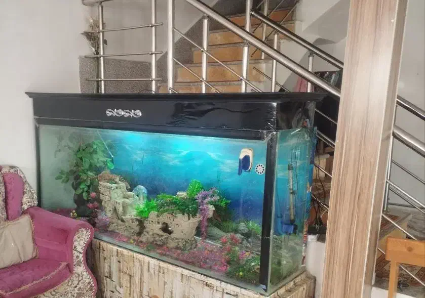 آکواریوم|ماهی|نقده, |دیوار