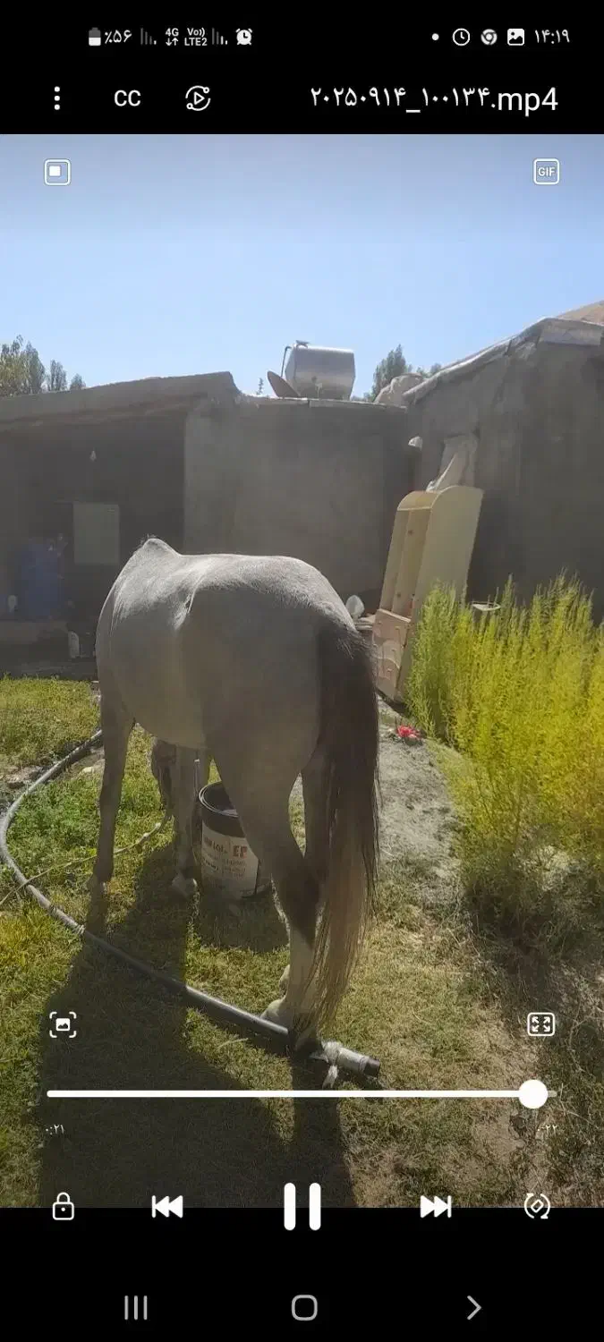 مادیان ۵سال کورد|اسب و تجهیزات اسبسواری|سنندج, |دیوار