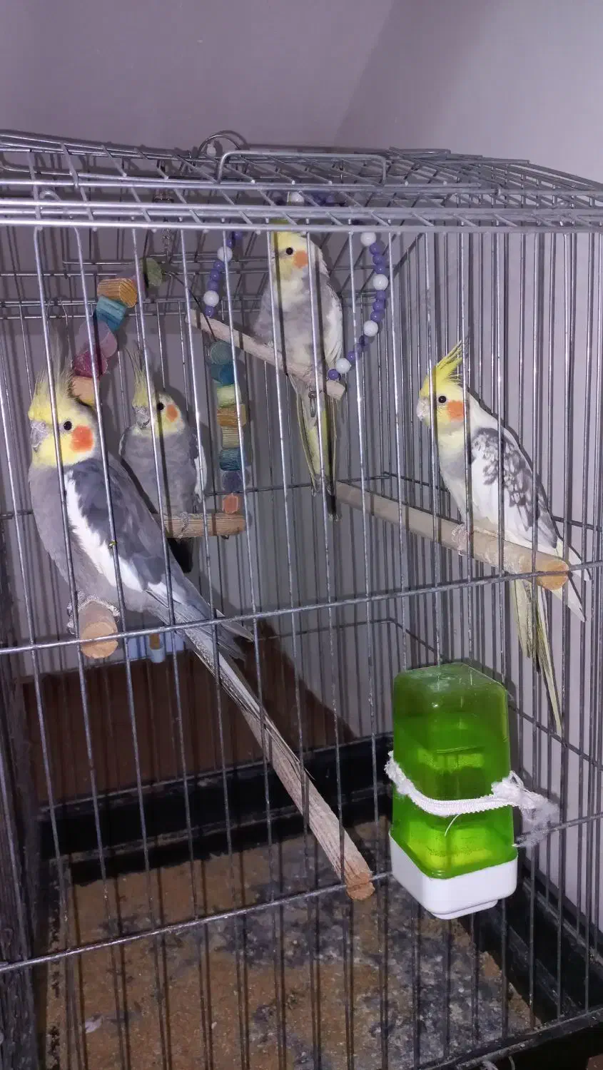 عروی هلندی خوش صدا و پر انرژی|پرنده|گرمی, |دیوار