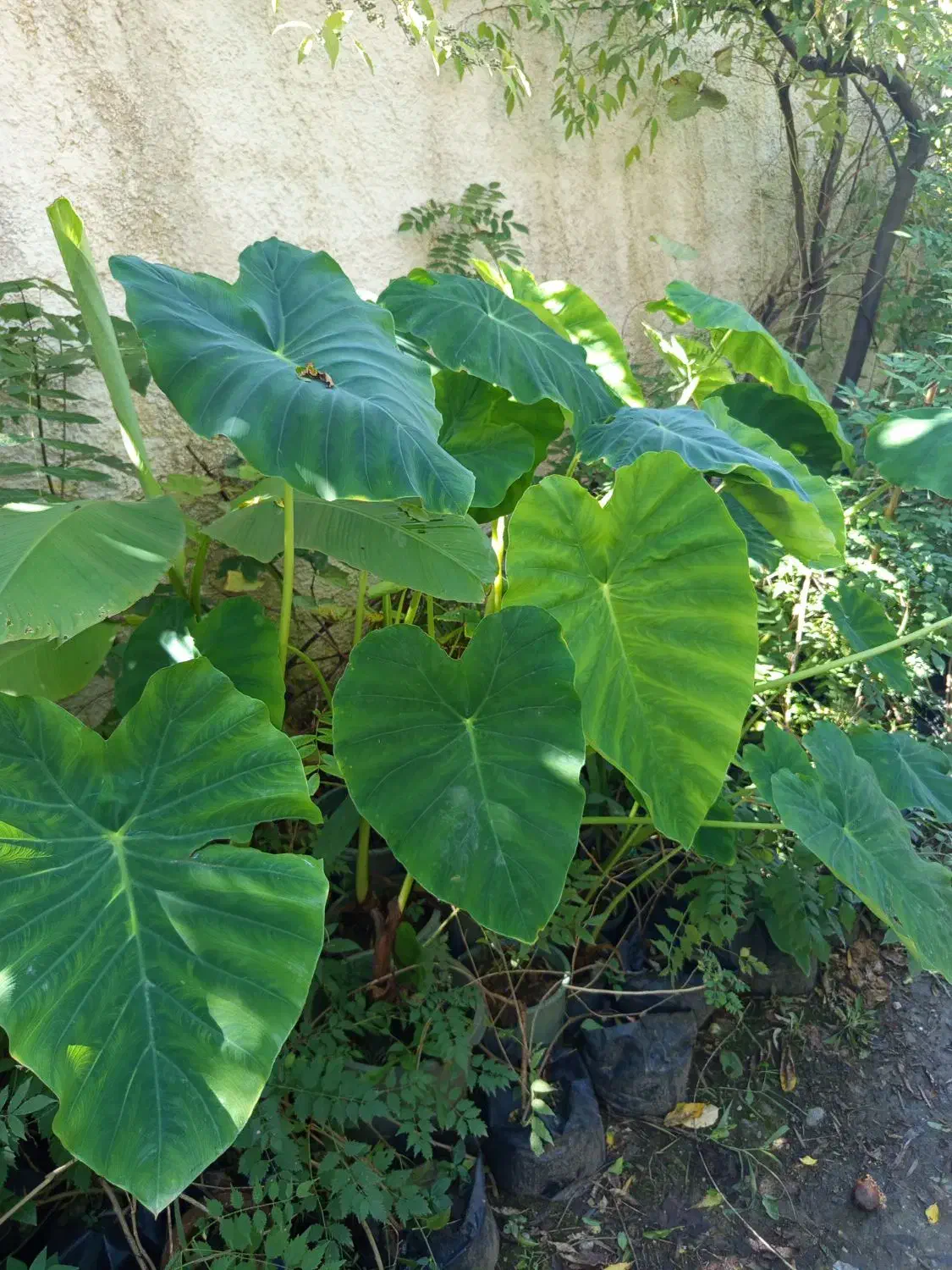 گل بابا آدم تنه مشکی وتنه قرمز|گل و گیاه طبیعی|تنکابن, |دیوار