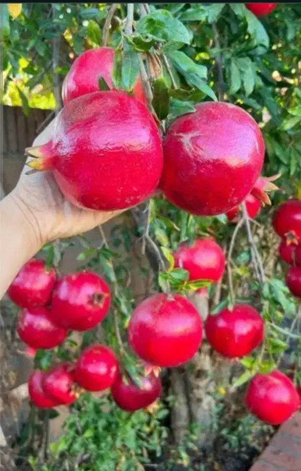 نهال انار بی هسته|گل و گیاه طبیعی|اشنویه, |دیوار