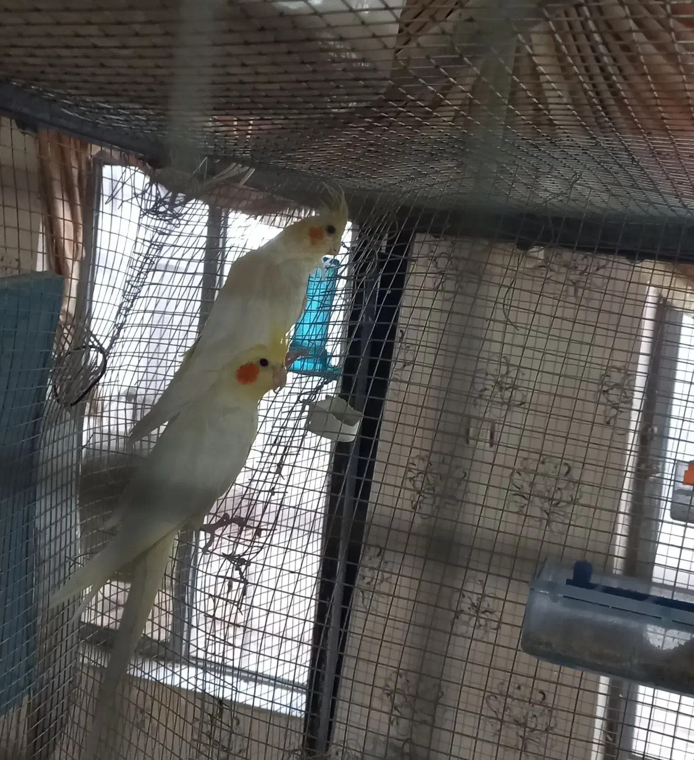 جفت مولد عروس هلندی و طوطی کتوله|پرنده|رفسنجان, |دیوار