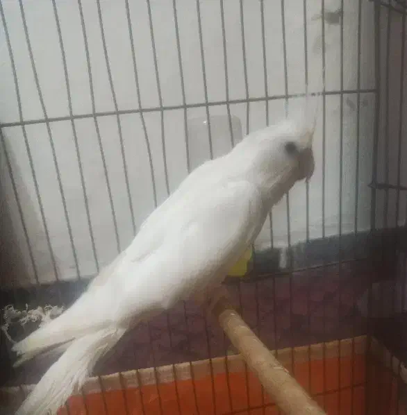 عروس هلندی|پرنده|بندرعباس, |دیوار