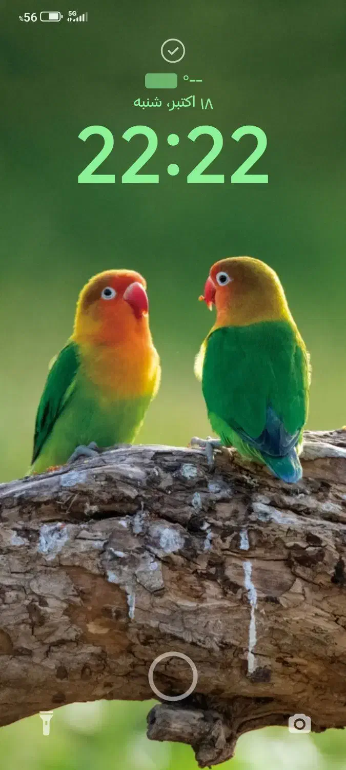 یک عدد طوطی برزیلی فیشر سبز گم شده|حیوانات|تهران, تهرانپارس شرقی|دیوار