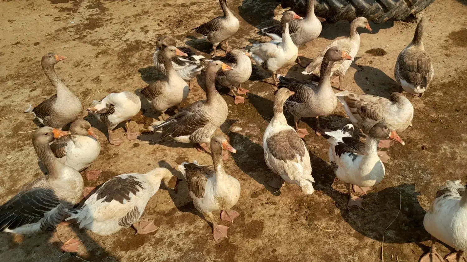 غاز|حیوانات مزرعه|کرخه, |دیوار