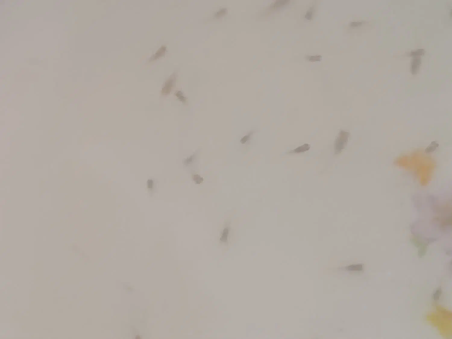 ماهی بچه گوپی|ماهی|قزوین, |دیوار