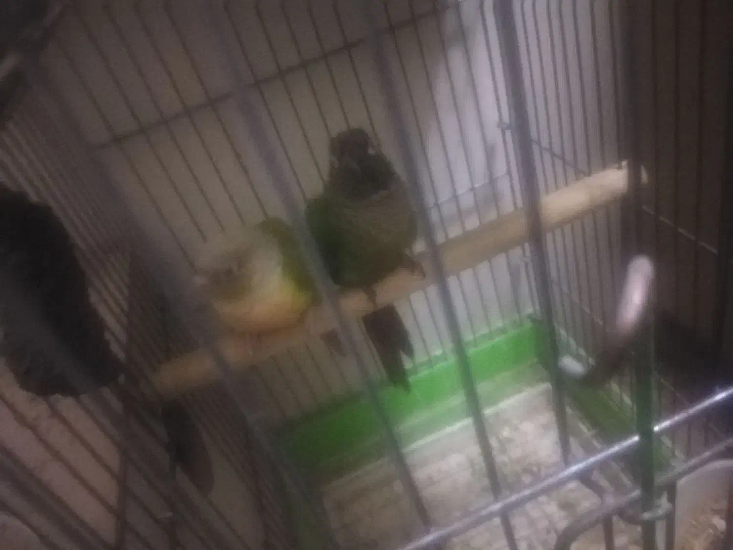 سه جفت گرینجیک فروشی و یک جفت ملنگو|پرنده|ارومیه, |دیوار