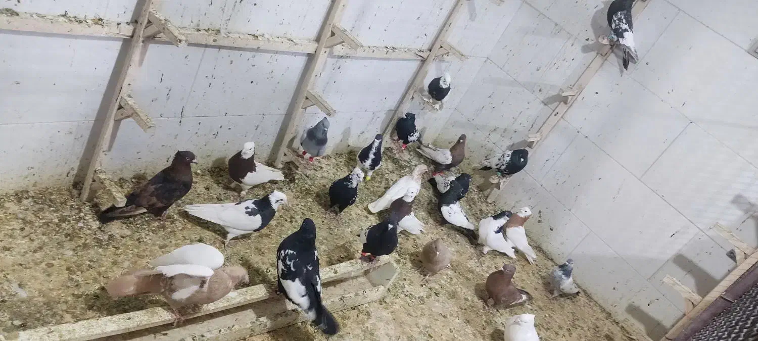 فروش تکی و|پرنده|مرودشت, رودبال|دیوار