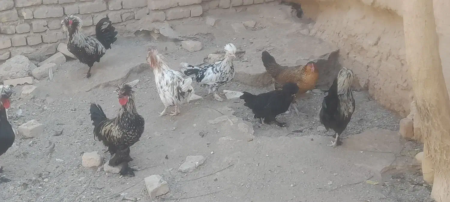 خروس سلطان درجه یک.خروس کوشین|حیوانات مزرعه|تربتحیدریه, طالقانی|دیوار