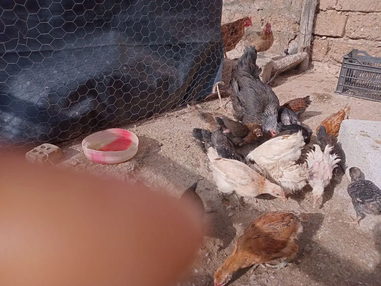 جوجه|حیوانات مزرعه|گتوند, |دیوار