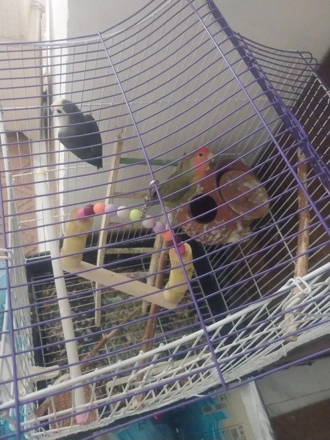 طوطی کوتوله برزیلی|پرنده|ملارد, |دیوار