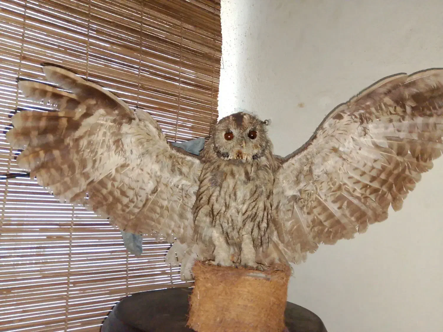 جغد خشک شده|مجسمه، تندیس، ماکت|گرگان, |دیوار