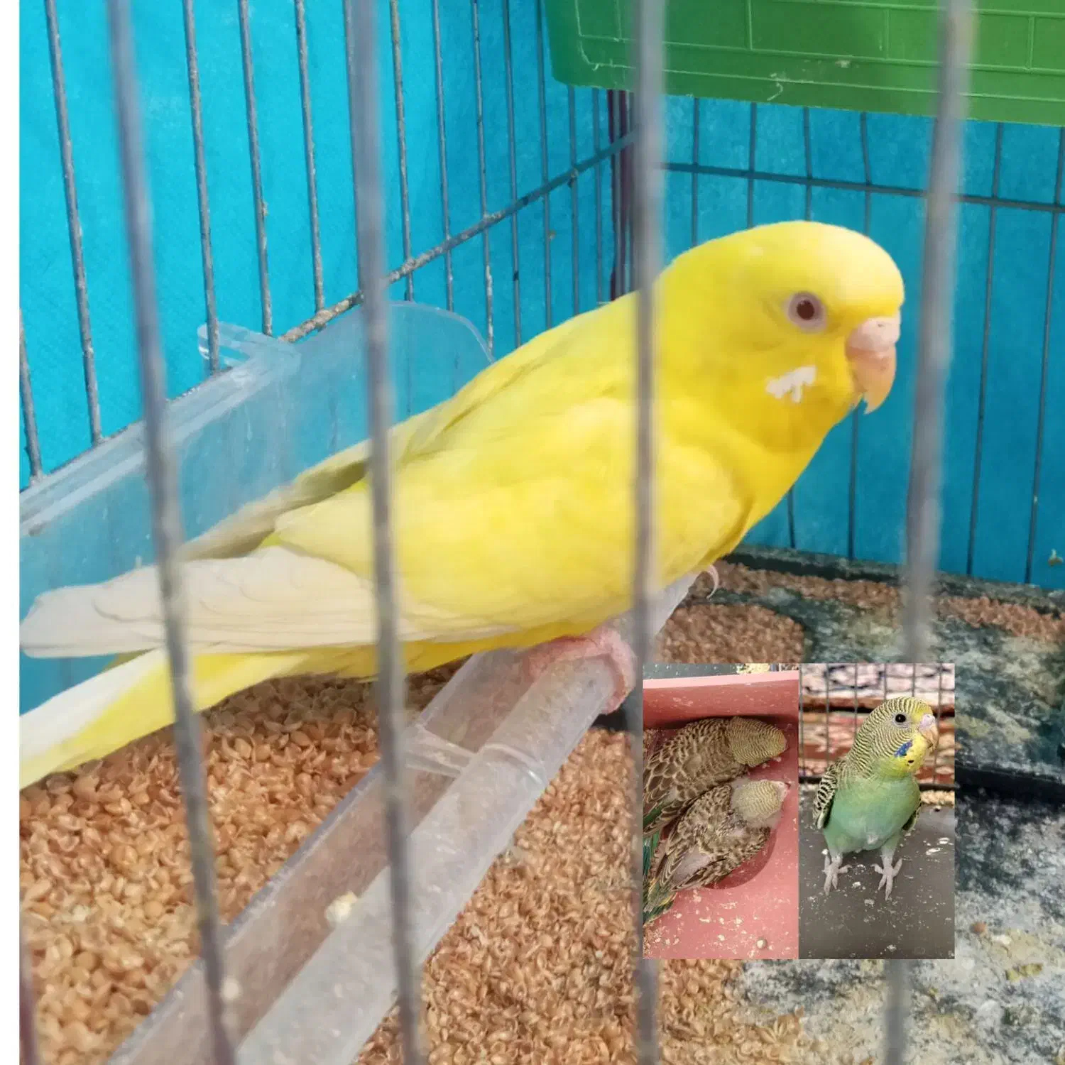 مرغ عشق ماده تخم گذار|پرنده|جغتای, |دیوار