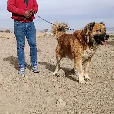 سگ نر|سگ|خمین, |دیوار