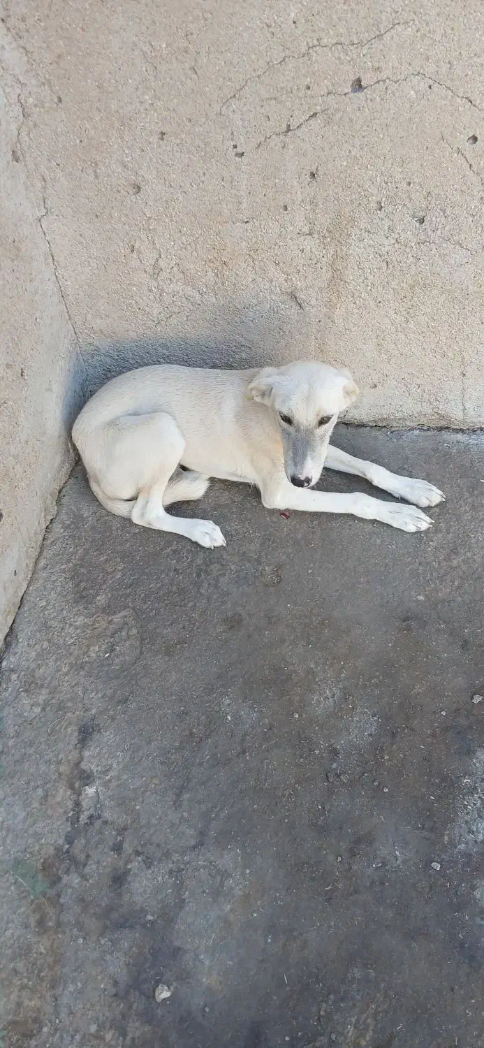 ۲ عدد سگ|سگ|خرمشهر, |دیوار