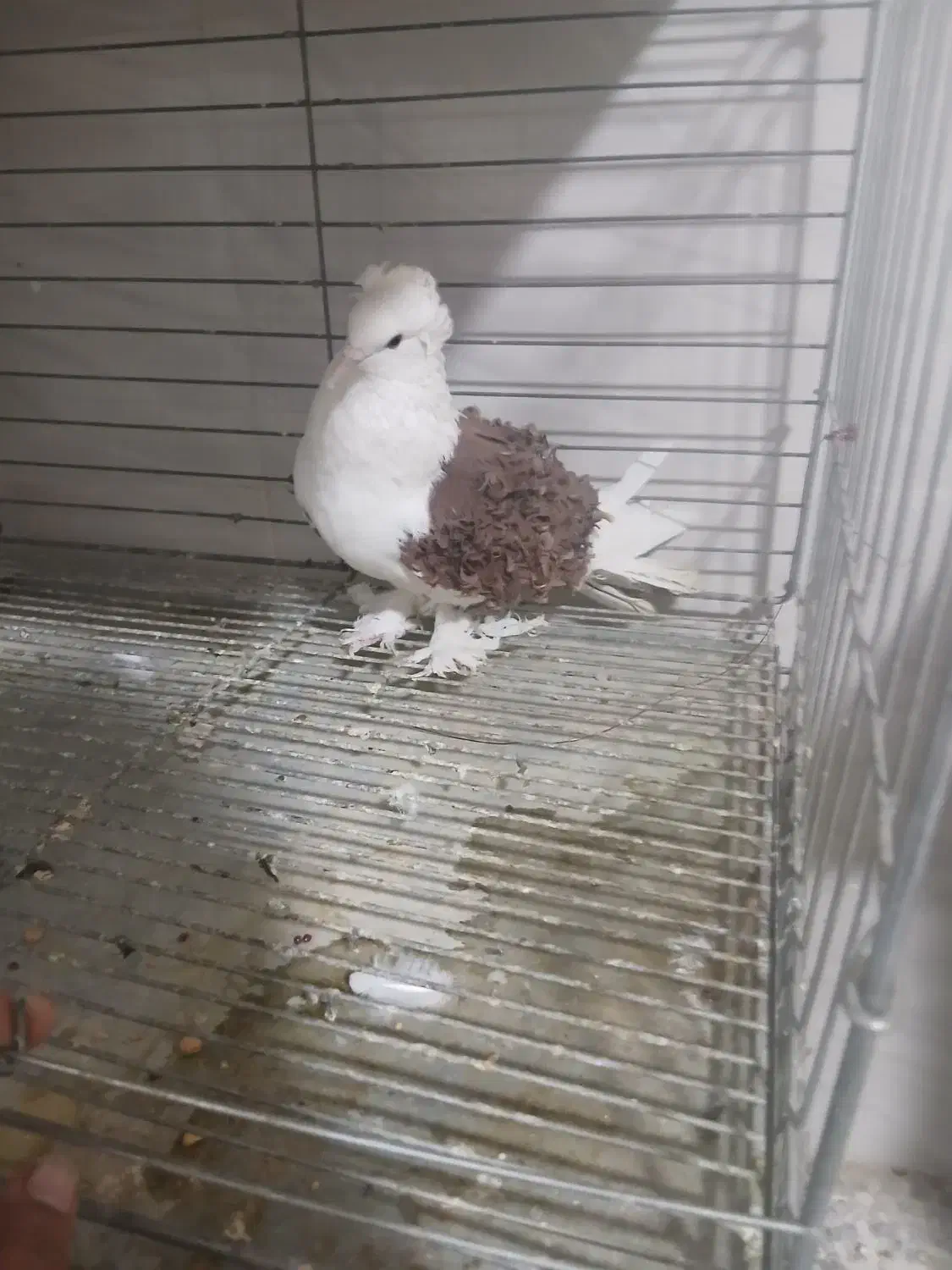 نره جکسون|پرنده|بافق, |دیوار