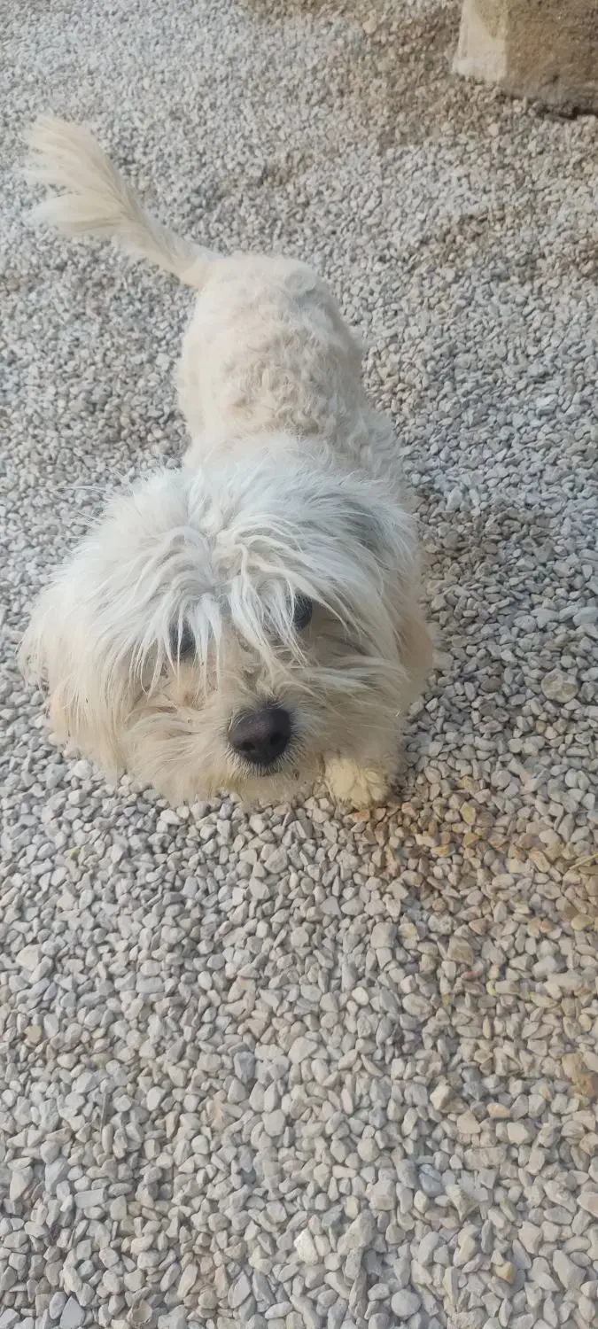 سگ خارجی|سگ|کازرون, |دیوار