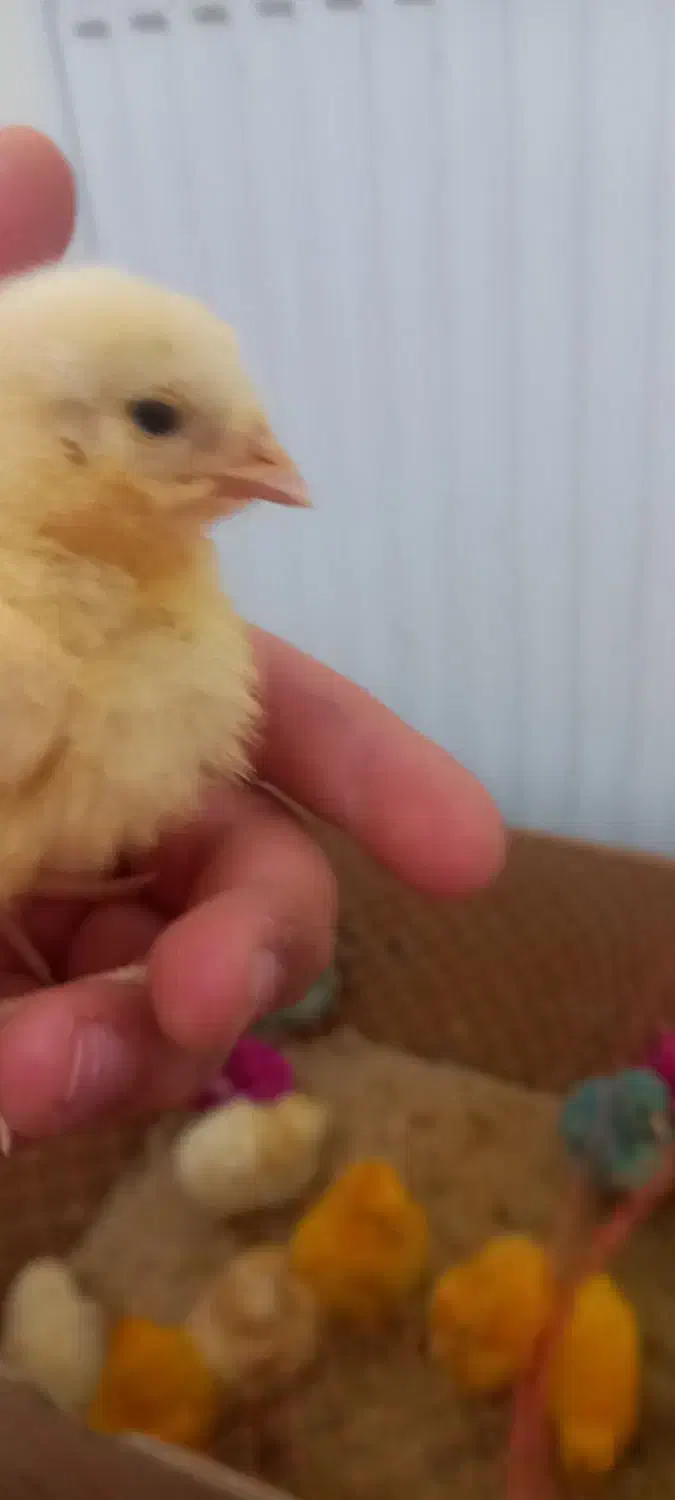 جوجه رنگی|حیوانات مزرعه|محمدیه-قزوین, |دیوار