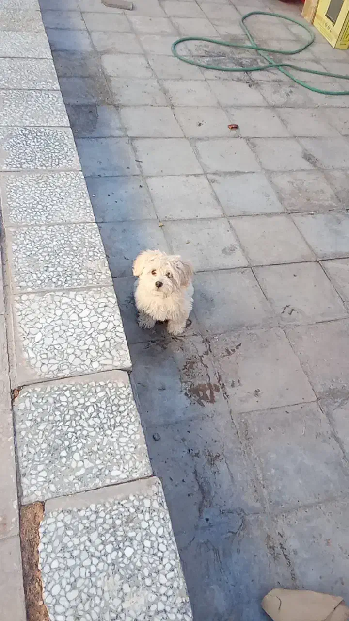 سگ خوشگل|سگ|کشکوئیه, |دیوار