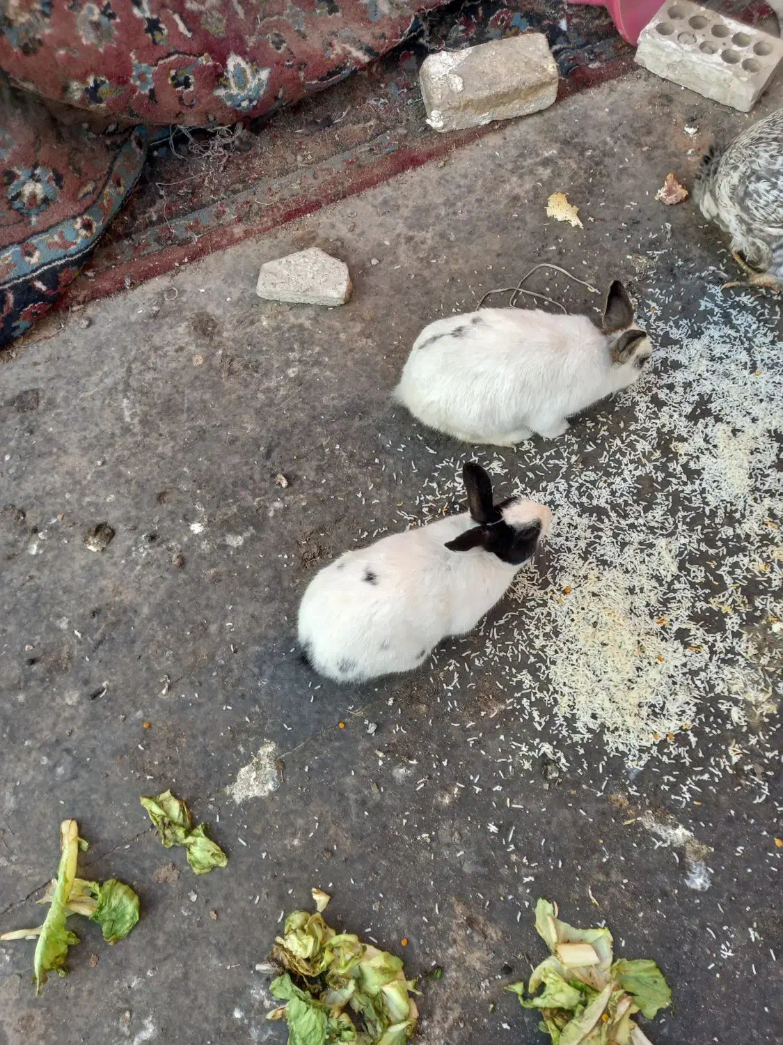 یک جفت خرگوش نرو ماده به فروش میرسد|موش و خرگوش|پاکدشت, خاتون آباد|دیوار