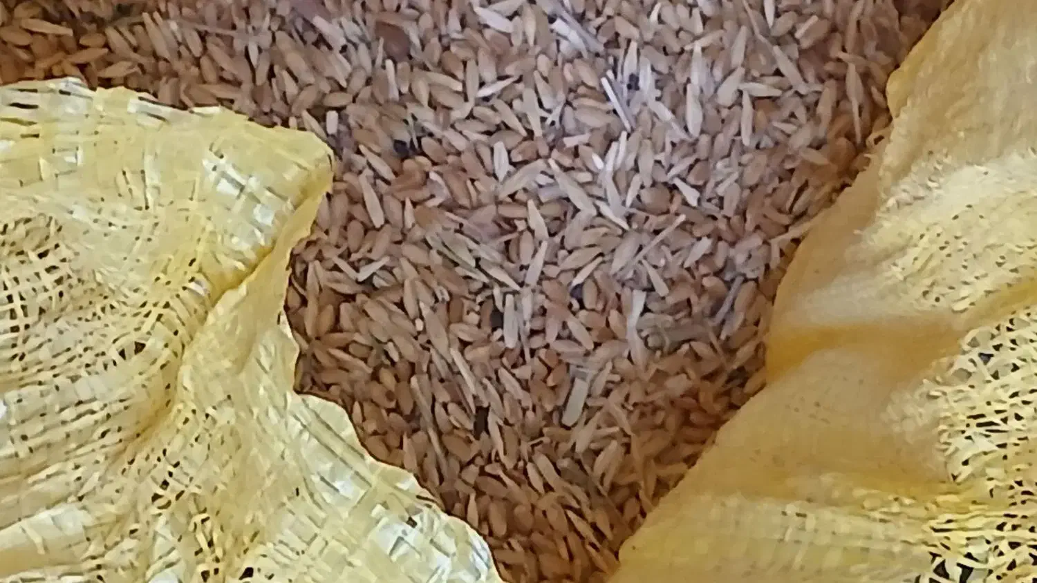 فروش|حیوانات مزرعه|باشتین, |دیوار