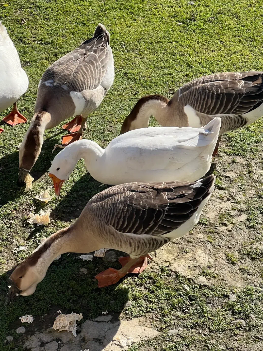 قو غاز|حیوانات مزرعه|رضوانشهر, |دیوار