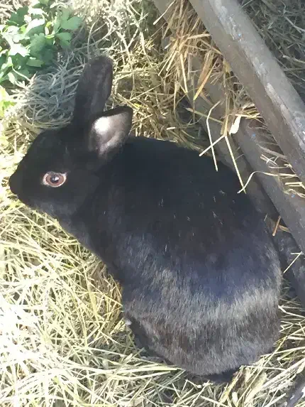 خرگوش مشکی|موش و خرگوش|گنبد کاووس, |دیوار