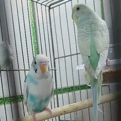 یک  جفت مرغ عشق بالغ|پرنده|فولادشهر, B2|دیوار