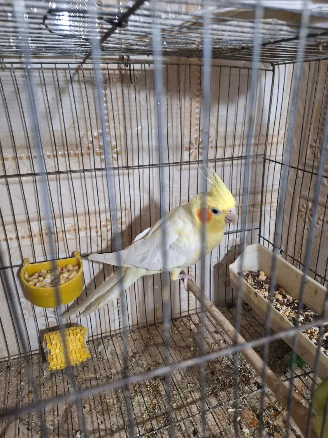 عروس هلندی|پرنده|گتوند, |دیوار