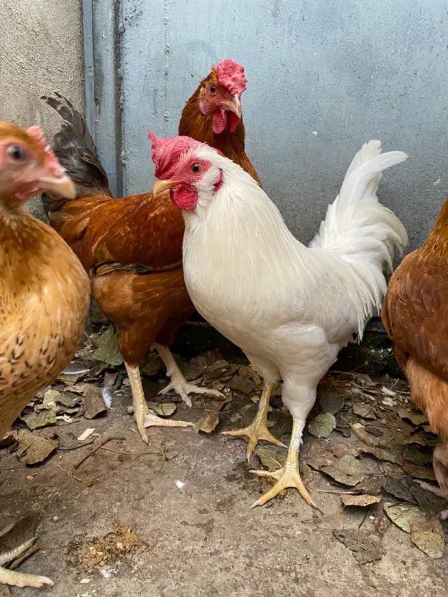 خروس دو رگ چهل تاج|حیوانات مزرعه|آمل, |دیوار