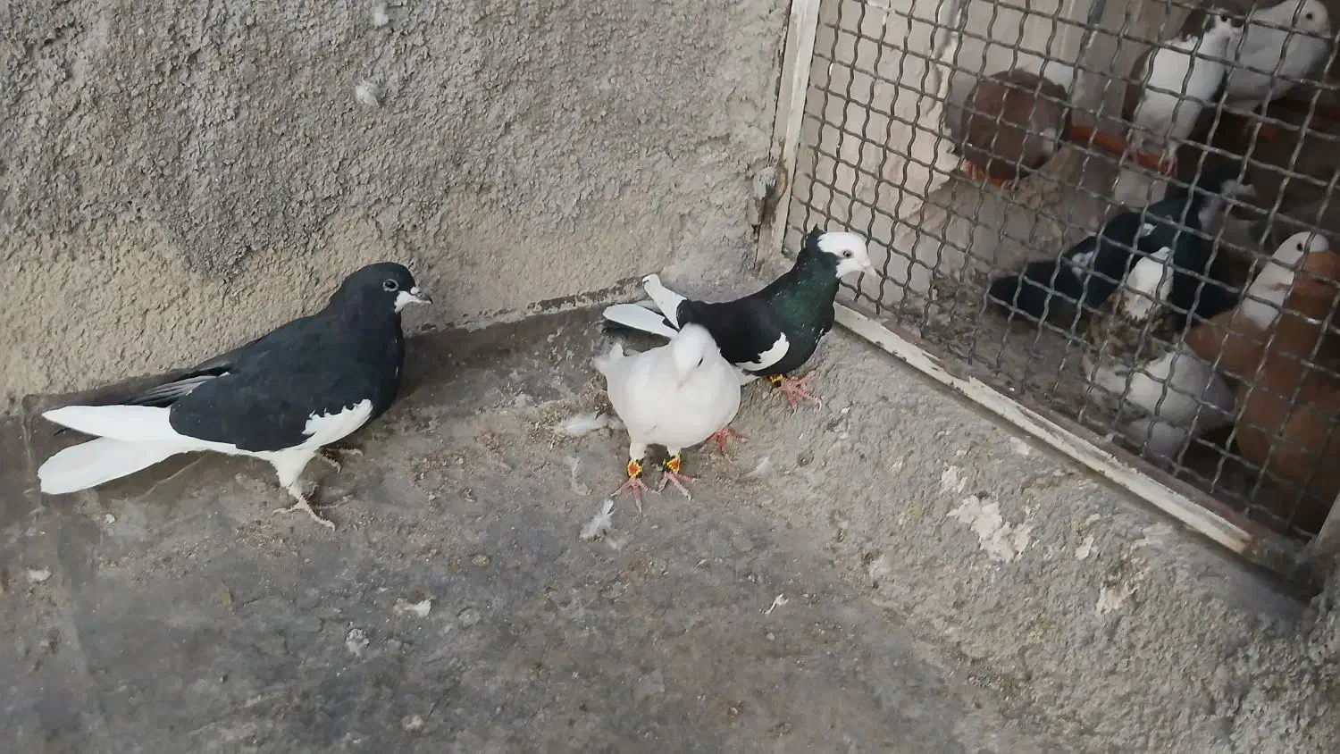 پرشی گرفتن ی|پرنده|نیشابور, مدرس|دیوار