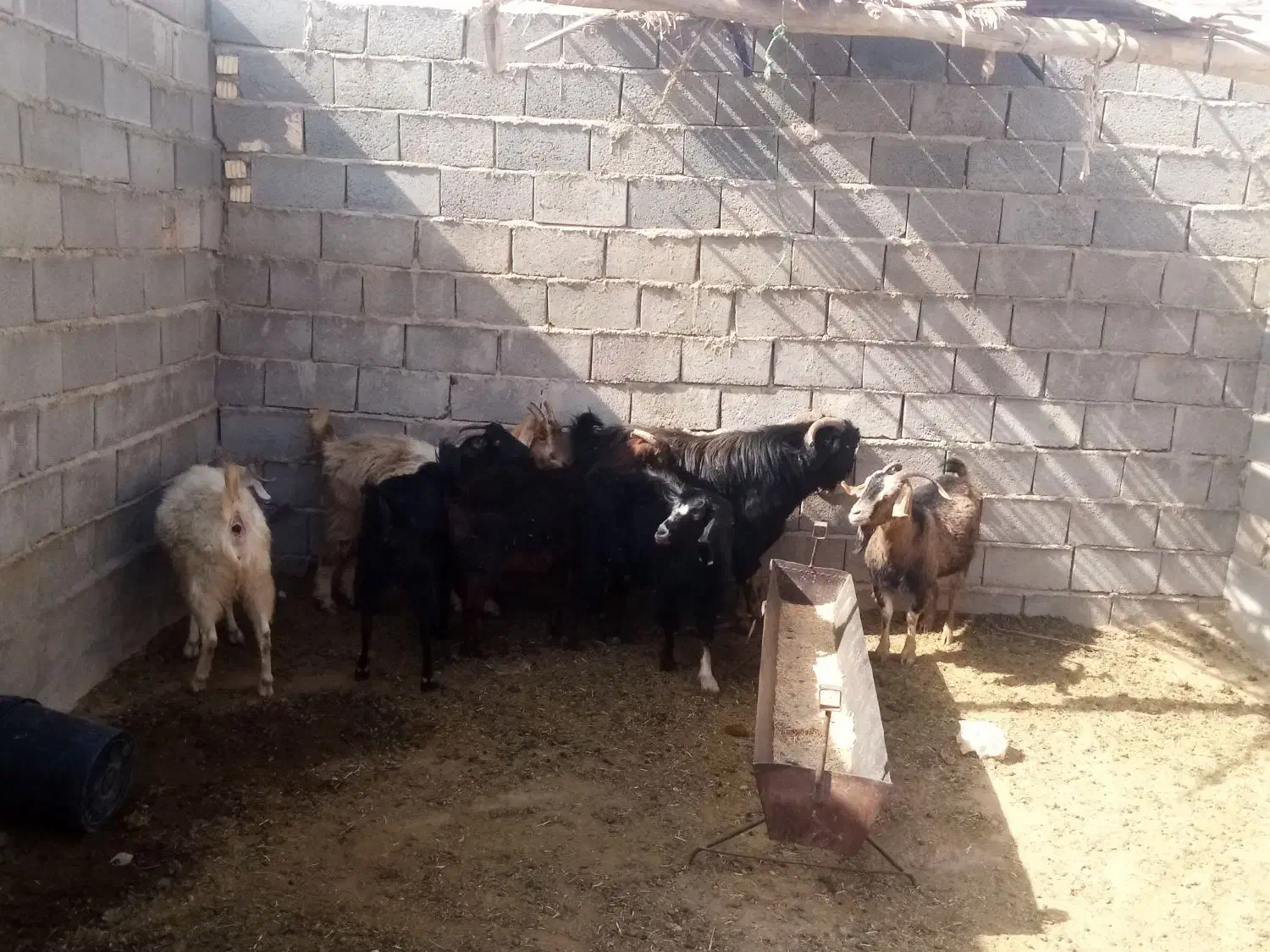 بزو دبر|حیوانات مزرعه|جنت, |دیوار