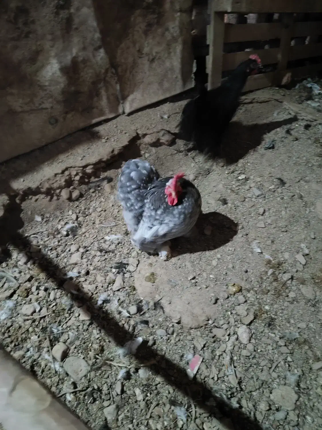 خروس|حیوانات مزرعه|هشتگرد, خور|دیوار