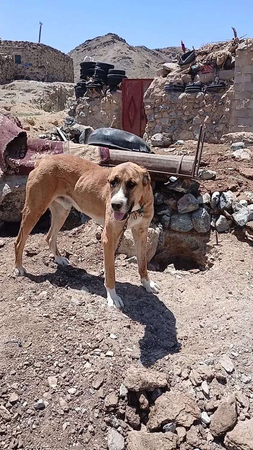 سگ افقانی|سگ|بیرجند, |دیوار