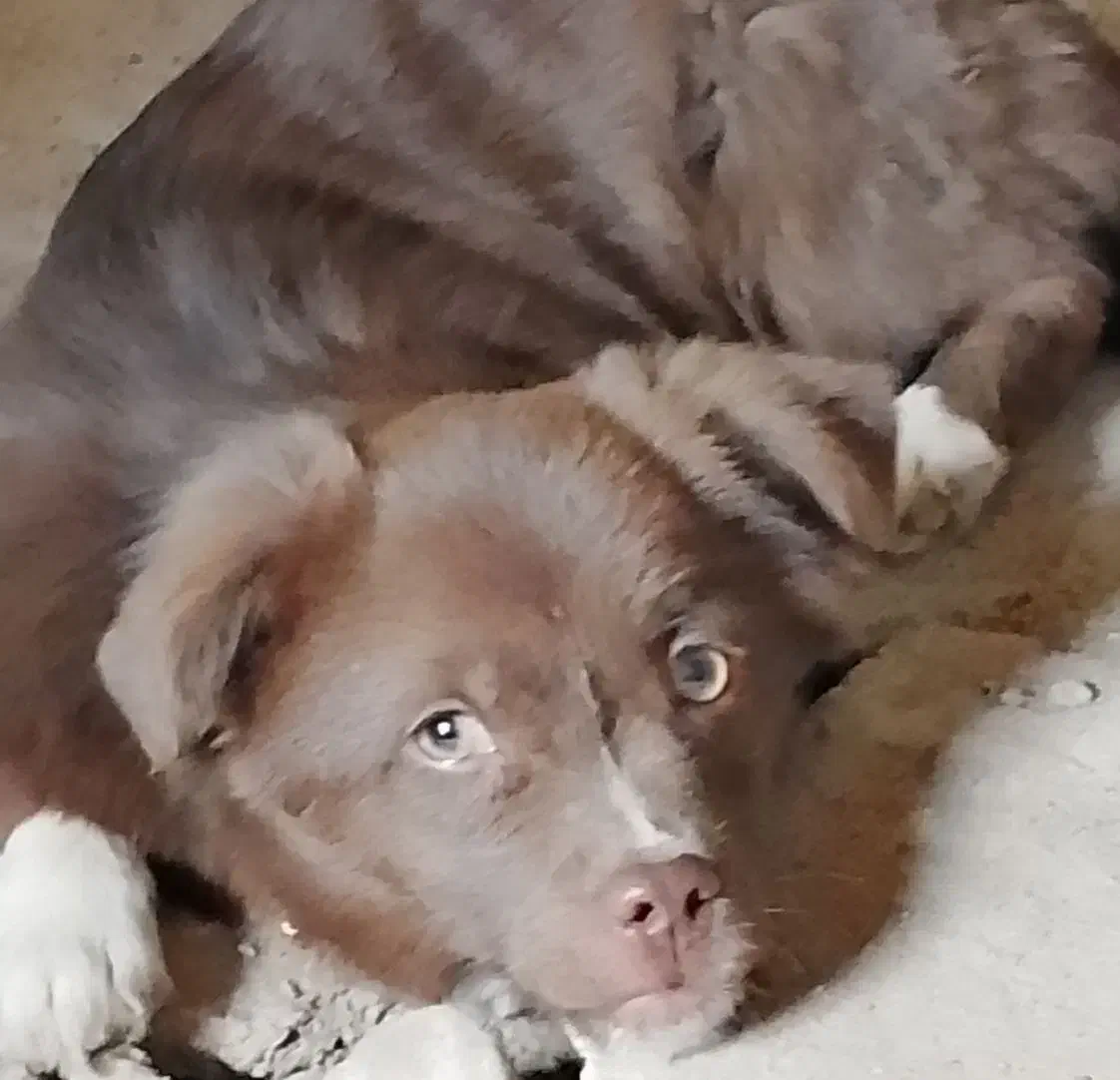 سگ نر اشپیتز-شیتزو|سگ|زنجان, |دیوار