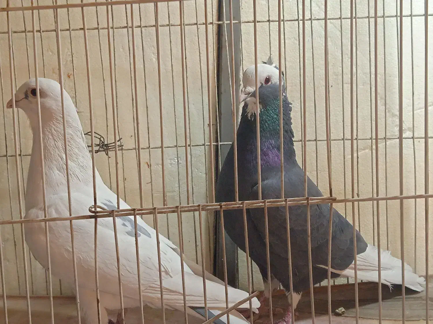 کبوتر|پرنده|تهران, جمالزاده|دیوار