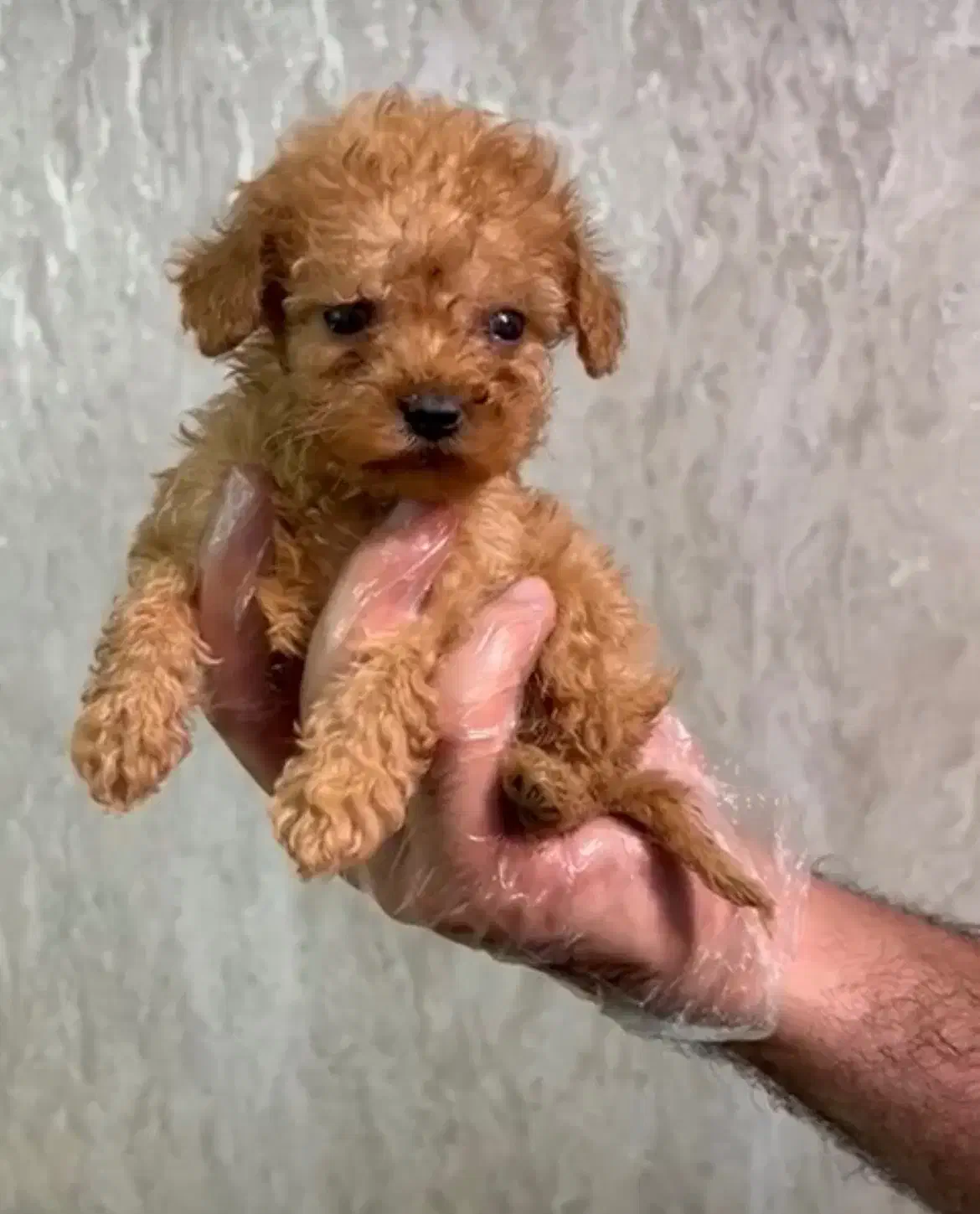 توی پودل اپریکات|سگ|رشت, گلسار|دیوار