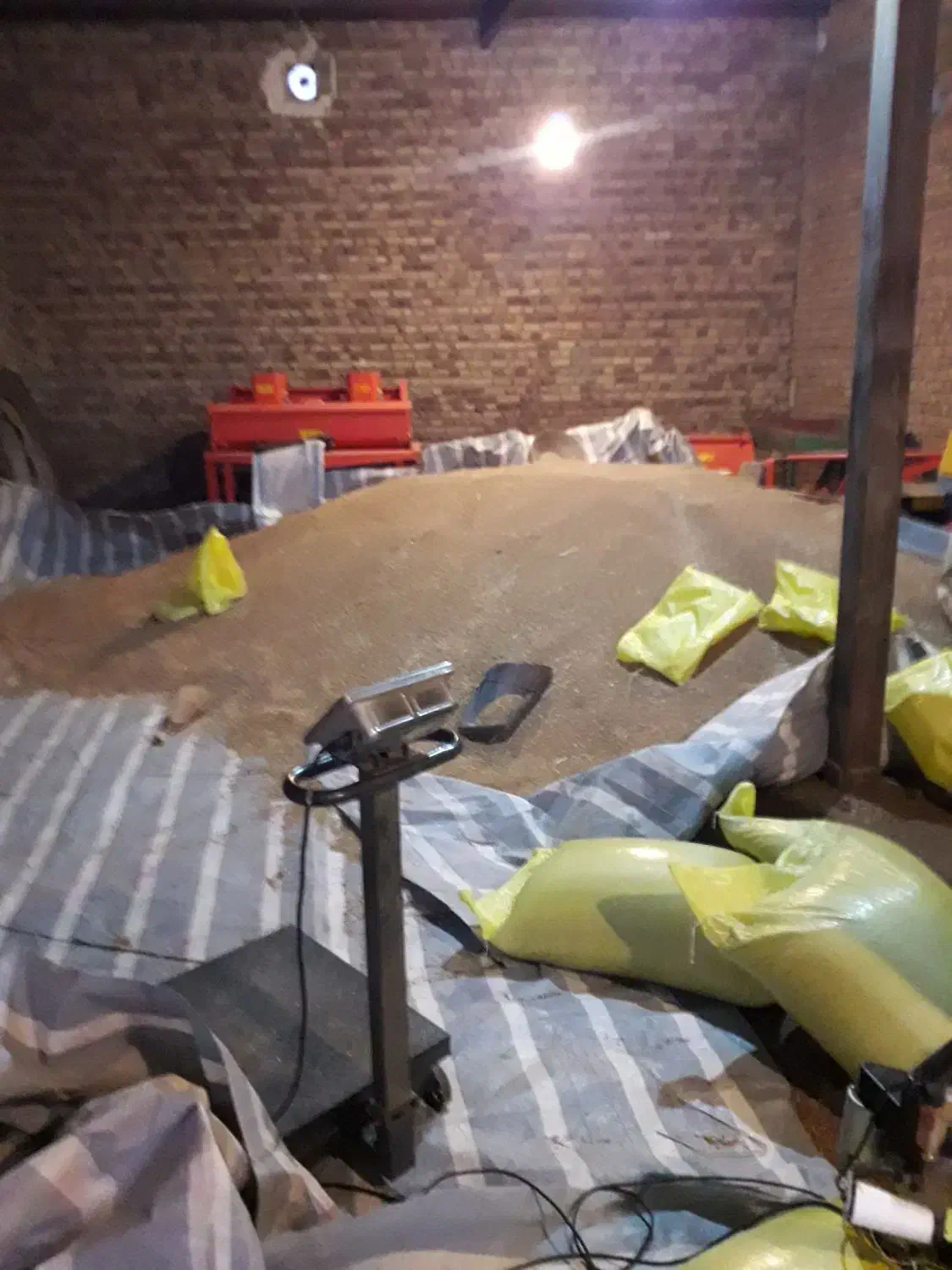 بذر گندم ال جی ۵LJ5 درجه یک|خدمات باغبانی و درختکاری|اردبیل, |دیوار