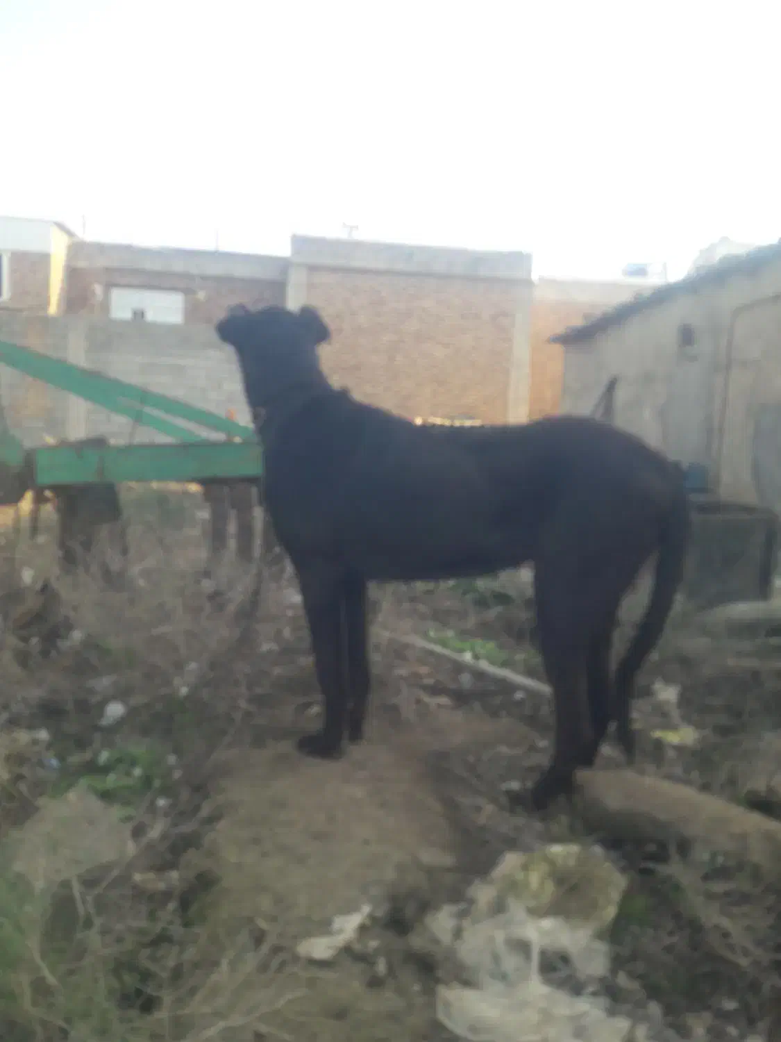 ماده سرابی اصل خوش هیکل و قد بلند|سگ|بیله سوار, |دیوار