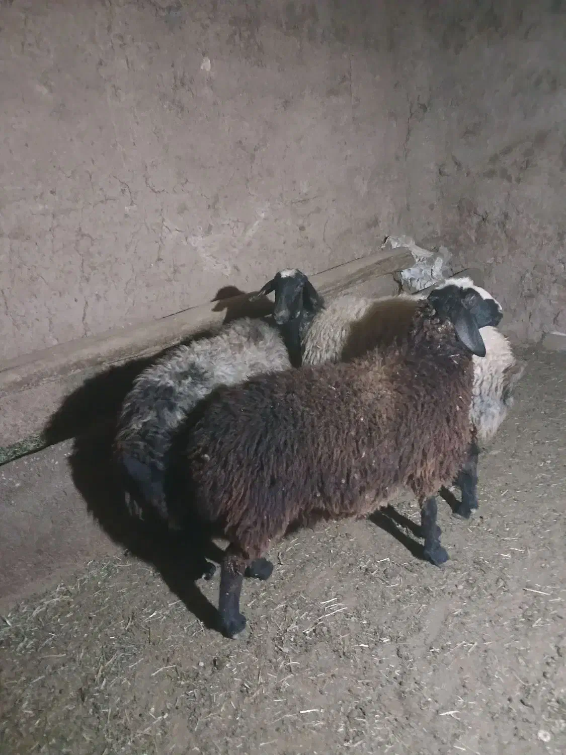 شیشک شالی|حیوانات مزرعه|رامند, |دیوار