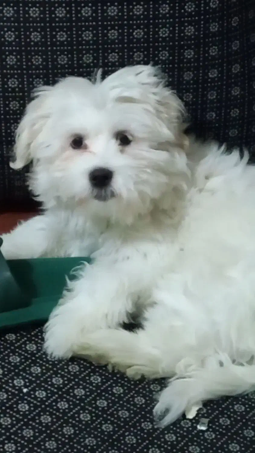 توله سگ شیتزو ۳ ماهه|سگ|تبریز, |دیوار