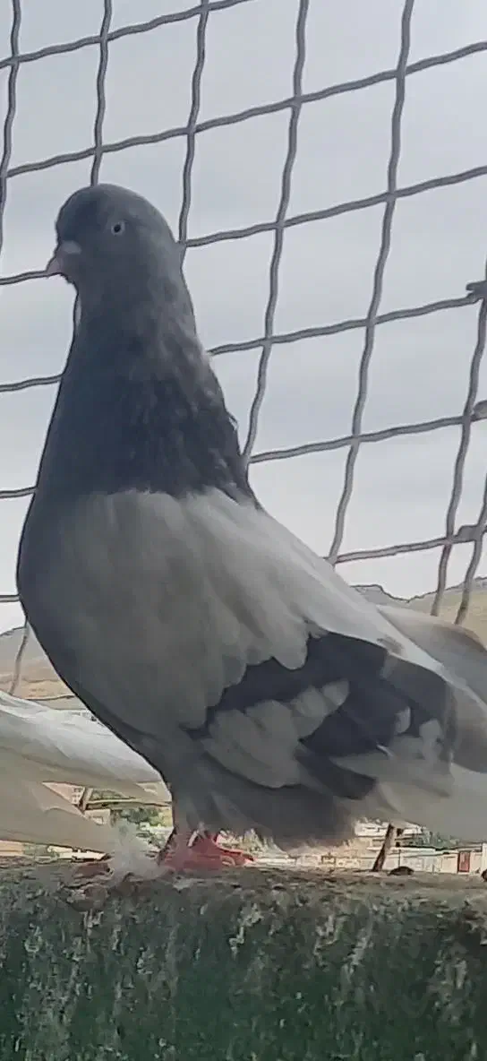 کبوتر ده عدد اصیل قیمت توافقی|پرنده|انگوت, |دیوار