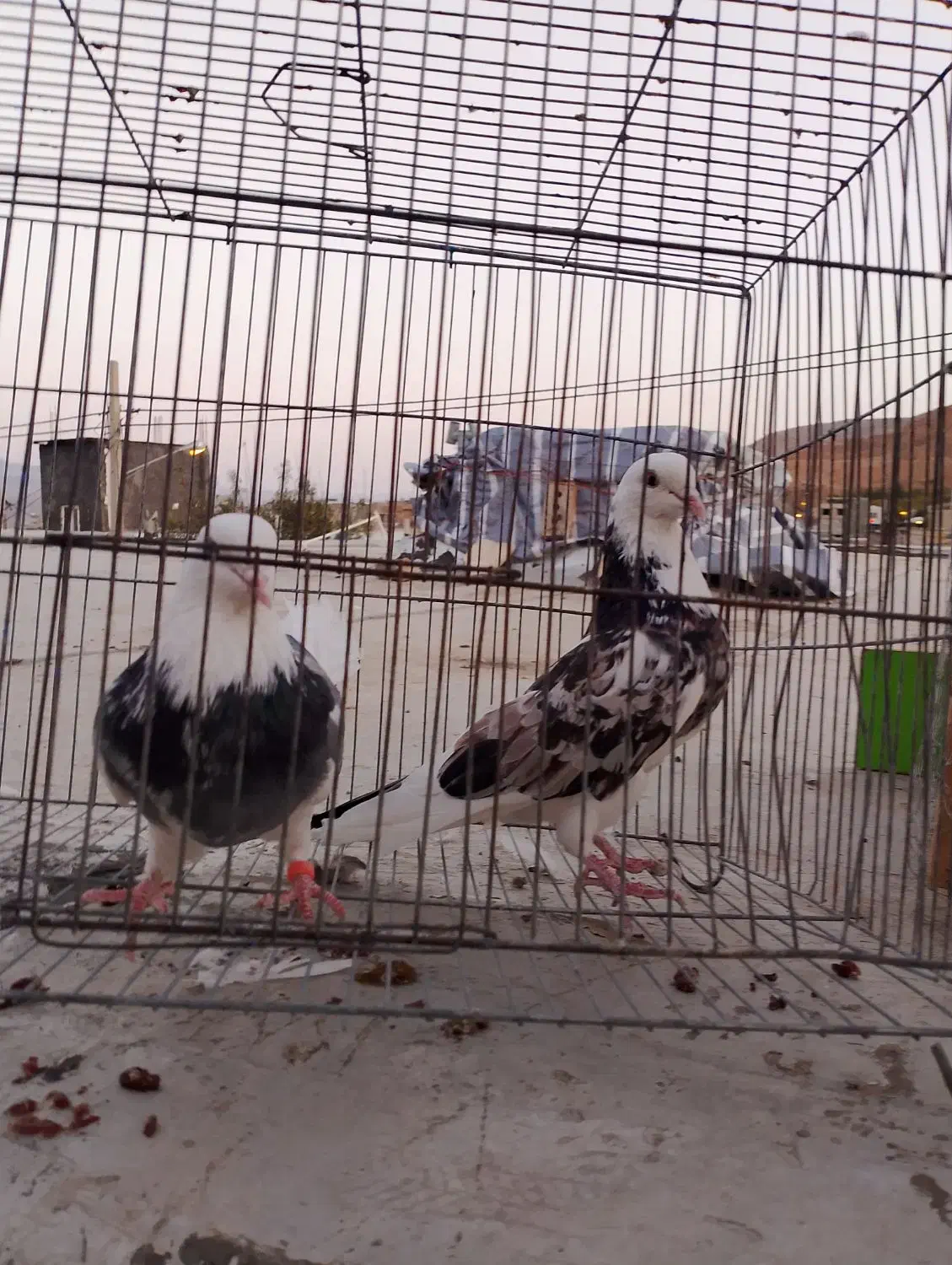 کبوتر|پرنده|ماهنشان, |دیوار