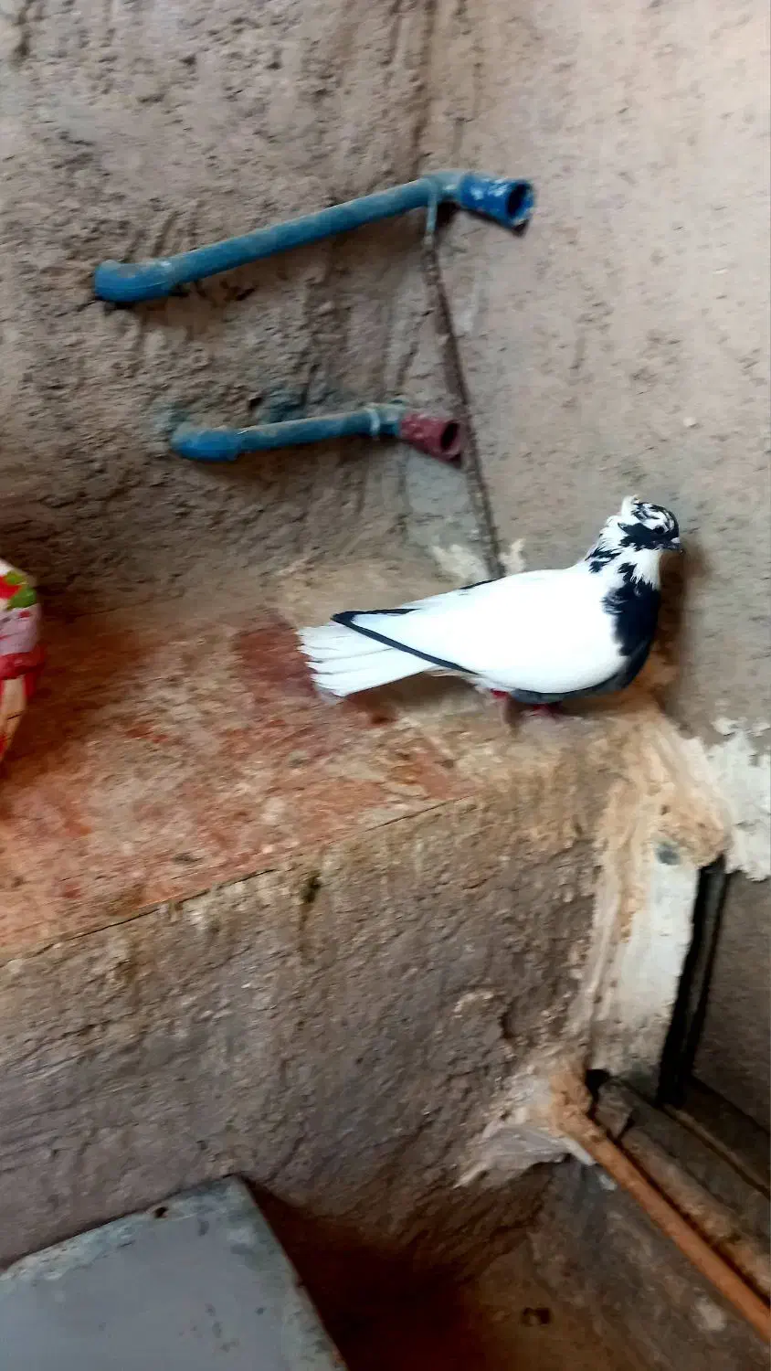 کفتر ماده شاپر..|حیوانات|ایلام, |دیوار