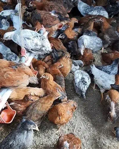 جوجه مرغ گلپایگانی|حیوانات مزرعه|دلیجان, |دیوار