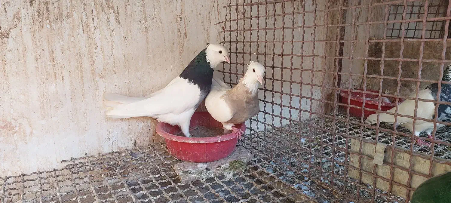 کبوترطوقی نر|پرنده|آزادشهر, |دیوار