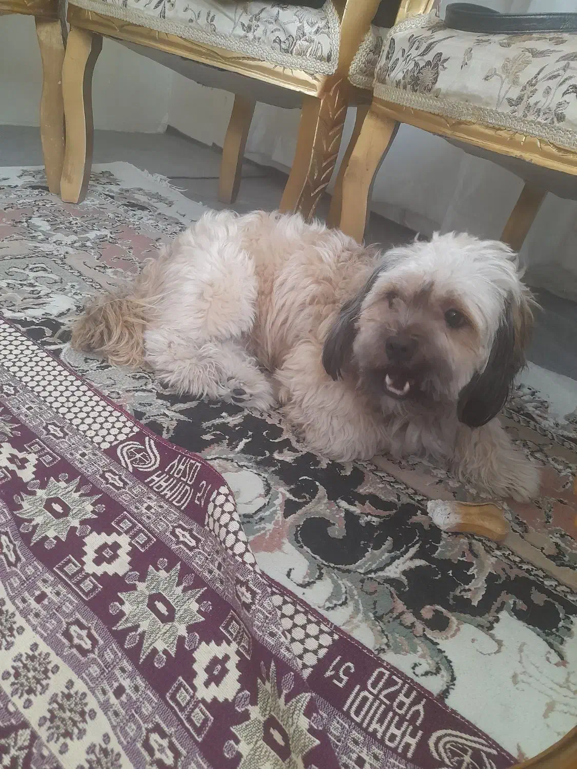 واگذاری سگ شیتزو|سگ|تبریز, |دیوار